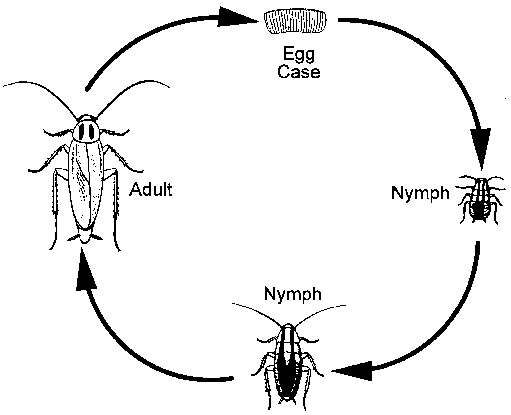 วงจรชีวิตของแมลงสาบ